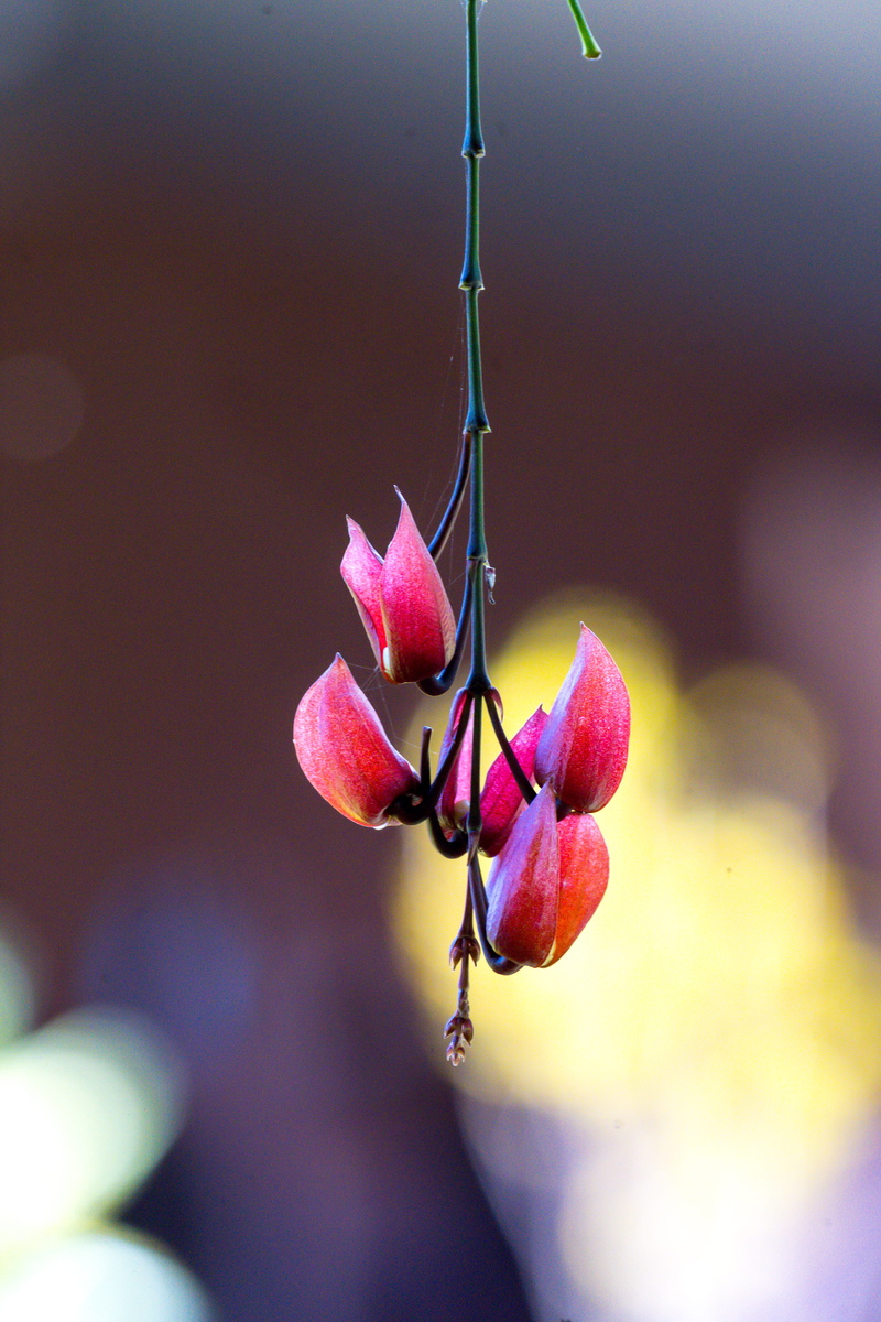 petal, flower, fragility, fruit, nature, purple, africa, selective focus, outdoors, focus, flower head, flowering plant, 5K, pink color, vulnerability