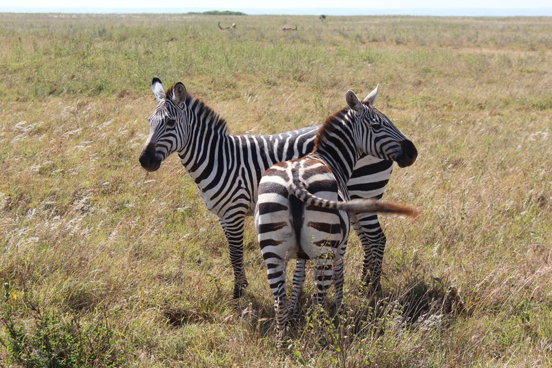 standing, savannah, herbivorous, africa, nairobi national park, animal, mammal, striped, day, group of animals, animal themes, no people, white, zebras