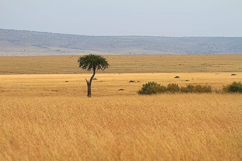 kenya, tranquil scene, agriculture, sky, scenics - nature, nairobi, day, non-urban scene, outdoors, rural scene, no people, beauty in nature, plant, grass