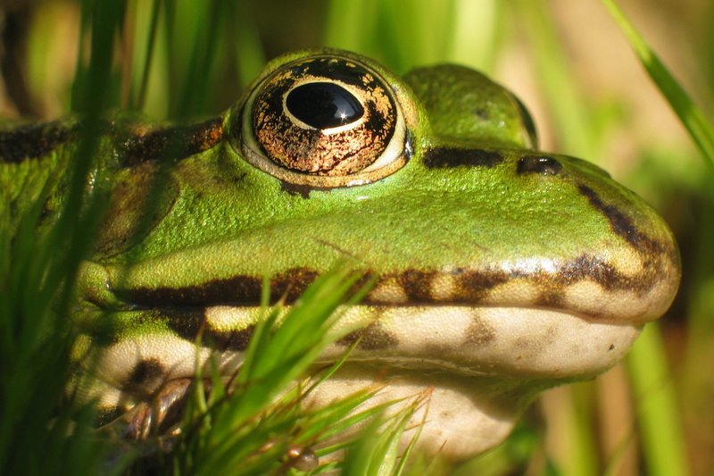 x, hd, art, animals, 1080P, frogs