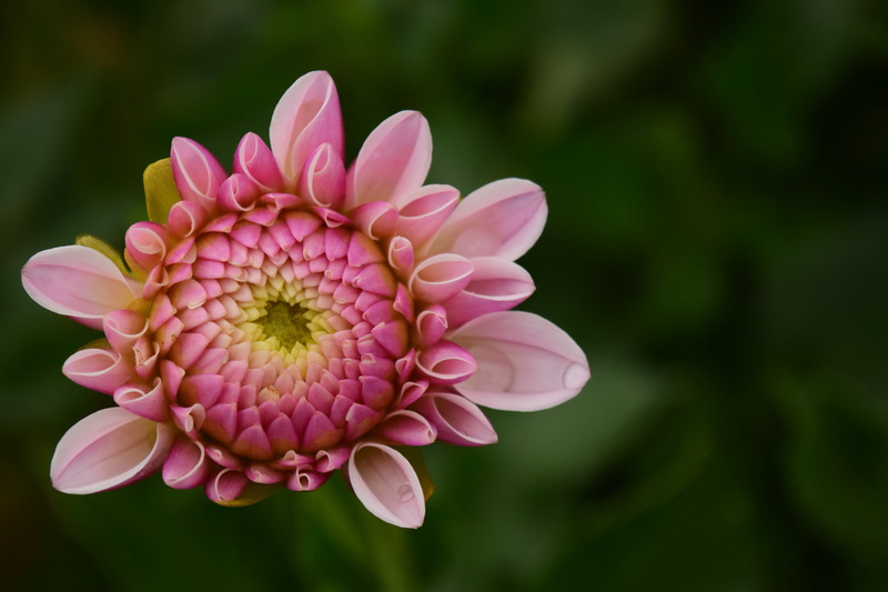 garden plant, flower garden, beauty in nature, flower head, photography, dahlia, moist, outdoors, close, flower, freshness, yellow, vulnerability, plant
