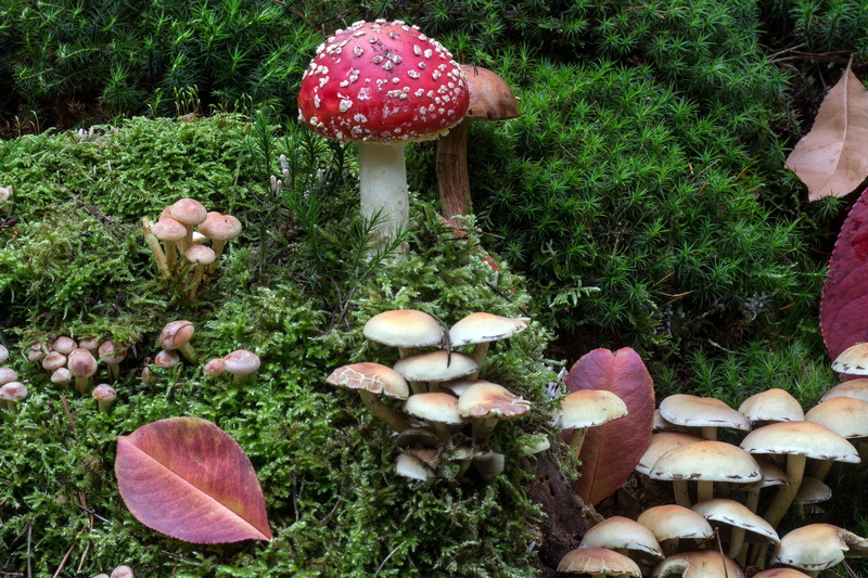 tree, cap, toadstool, forest floor, plants, field, season, vegetable, forest, chestnut, autumn, beauty in nature, land, 4K, food, freshness, outdoors