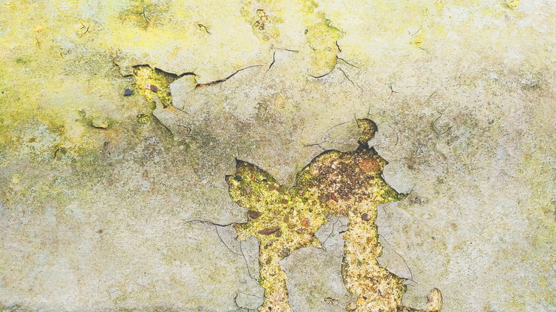 damaged, cracked, outdoors, close-up, cracks, ruined, decline, animals in the wild, background, pavementr, weathered, rough, texture, stone