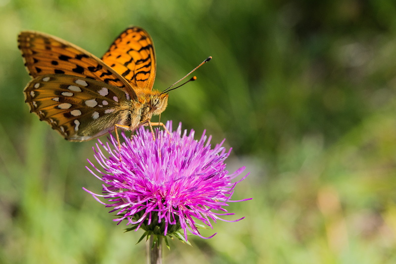 flower head, closeup, nature, rain, garden, wild plants, butterfly, blue, pollination, caterpillar, insect, dovetail, color, fragility, black, late summer