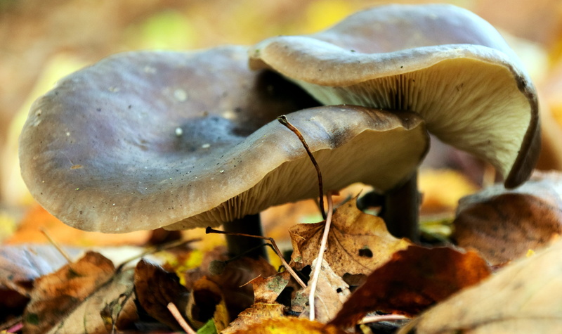 mushrooms, poisonous, nature, no people, selective focus, land, autumn forest, plant, disc fungus, day, herbstimpression, 5K, fragility, one animal, moist