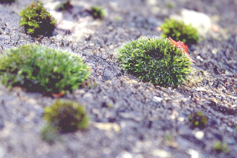 cactus, moss, growth, beauty in nature, wall, sunlight, outdoors, forest, field, rock - object, spiky, garden, selective focus, no people, 1080P, stone