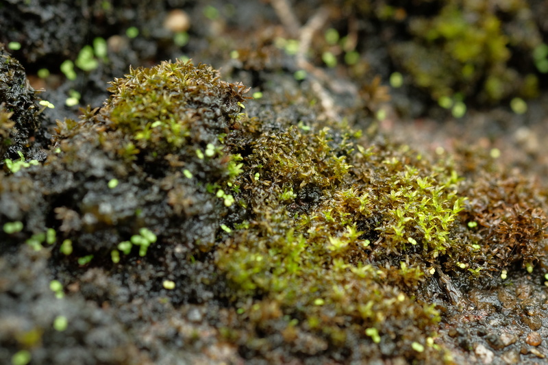 overcast, forest, outdoors, solid, nature, landscape, 4K, relax, natural, selective focus, lichen, high angle view, no people, wet, field, land, food and drink