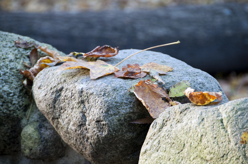 rock - object, Autumn, plant, full length, animal wildlife, Nature, lizard, no people, focus on foreground, solid, close-up, one animal, rock, Foliage