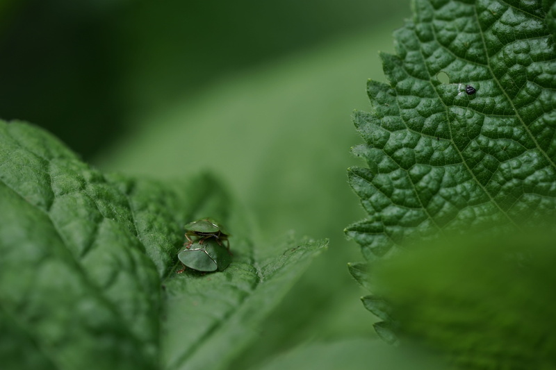rain, animal wildlife, backgrounds, summer, wet, no people, close-up, plant, animals in the wild, animal, outdoors, freshness, 5K, drop, plant part, Bugs