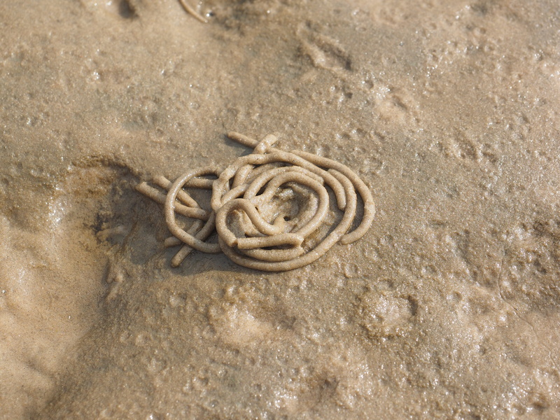 spiral, polychaete, pier worm, arenicola marina, sunlight, textured, worm, animals in the wild, outdoors, sea life, north sea, animal wildlife, sand watt