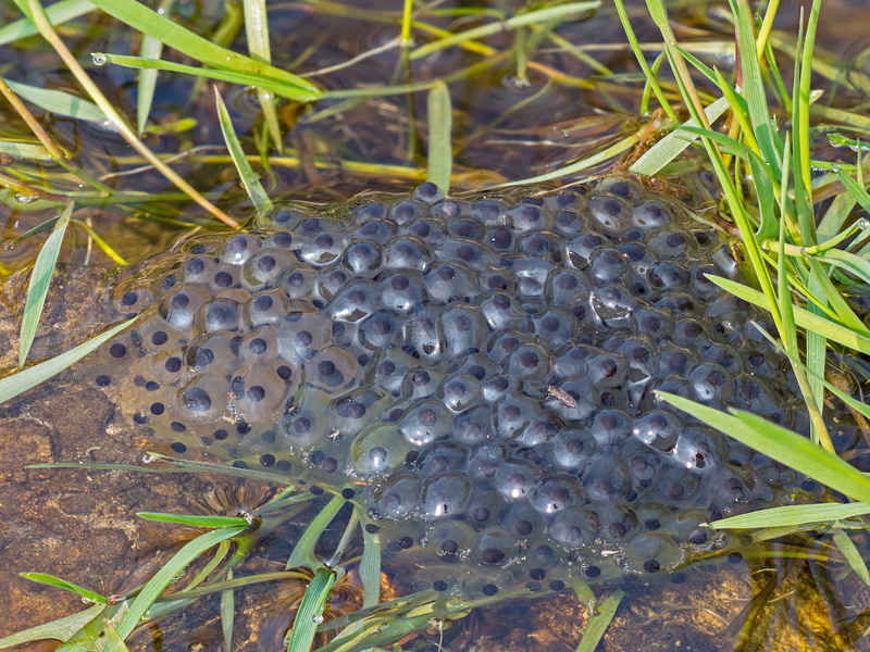 invertebrate, water creature, growth, frog spawn, high angle view, animal themes, field, leaf, water, outdoors, 4K, close-up, group of animals, grass