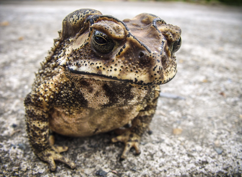 amphibian, nature, one animal, no people, looking at camera, photography, close, animal wildlife, marine, vertebrate, outdoors, frog, 2K, animal, animal themes