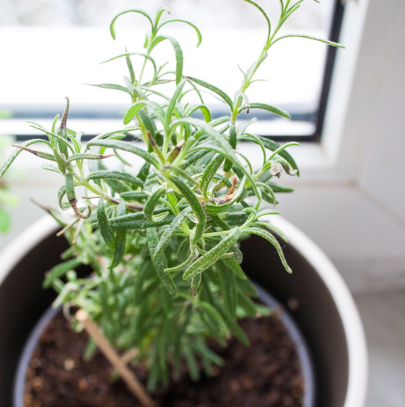 food, kraeuer, seedling, growth, close-up, flower Pot, freshness, plant part, nature, edible, eat, indoors, garden, spice, gardening, rosemary, plant, day