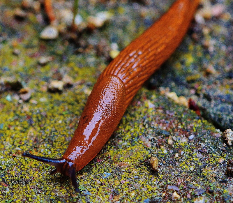one animal, snail, animal wildlife, gastropod, outdoors, wildlife, animal themes, high angle view, animals in the wild, no people, brown, invertebrate