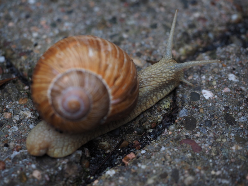 animal antenna, close-up, crawling, country lungenschnecke, mollusk, invertebrate, animal shell, land, day, housing supporting country snail, one animal