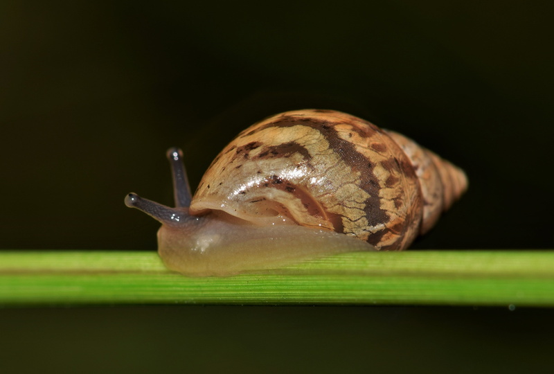 conical, selective, animal shell, slow, invertebrate, gastropod, close up, 2K, shell, animal wildlife, striped rabdotus, wildlife, grass, slimy, close-up
