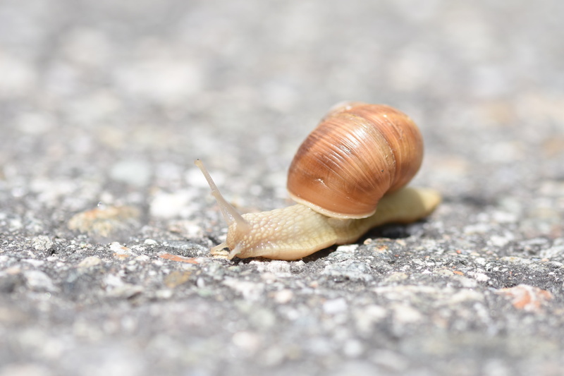 slowly, crawling, outdoors, nature, creature, invertebrate, selective focus, day, road, gastropod, 5K, reptile, snail shell, animal antenna, boredom, close-up