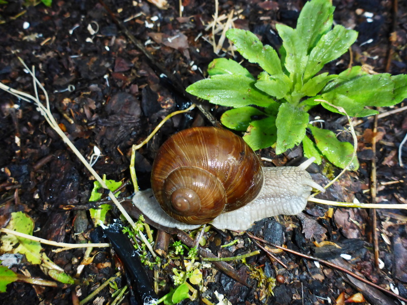 screw, animal wildlife, close-up, invertebrate, plant part, field, day, crawling, on the go, animals in the wild, mucus, snail, crawl, mollusk, shell, color contrast