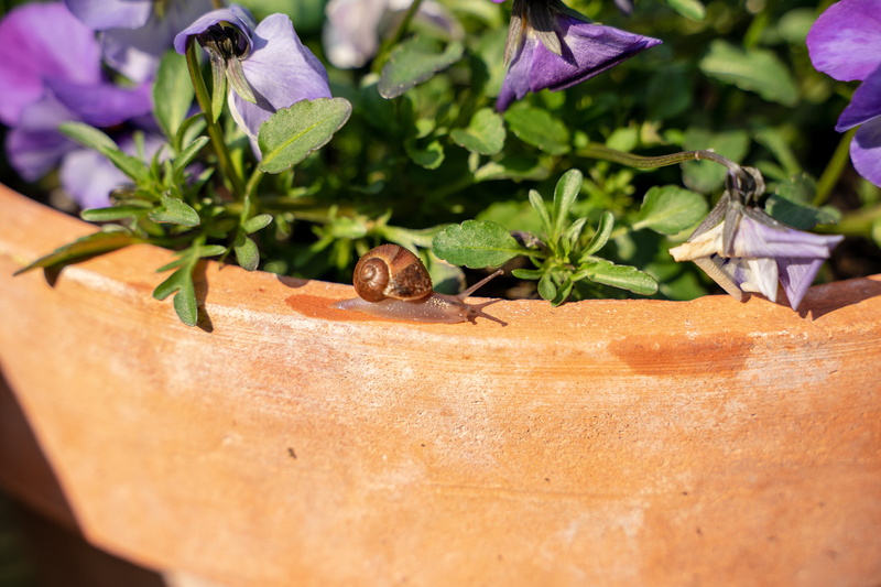 animal, invertebrate, nature, no people, sunlight, mucus, animal world, flowers, spiral, slowly, macro, flower, forest, creature, garden, snail shell, animal themes