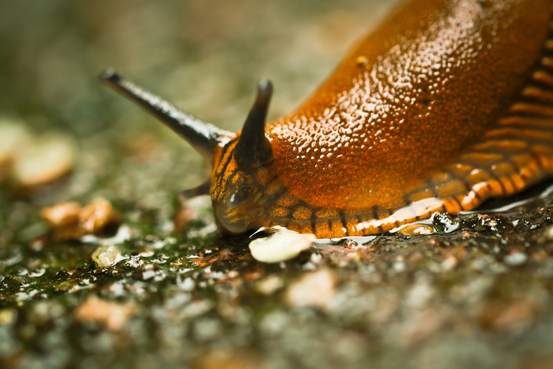 close, no people, wildlife photography, gastropod, garden, snail, food, day, animal antenna, selective focus, probe, focus, photo, brown, crawling, fauna