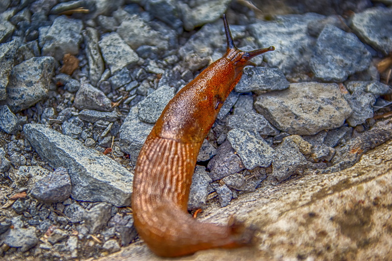 animals in the wild, rock, nature, day, slowly, close-up, probe, close up, animal themes, crawl, stones, slug, invertebrate, solid, no people, gastropod