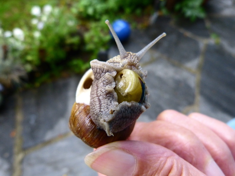 gastropod, slimy, close-up, Nature, insect, human finger, invertebrate, finger, body part, crawling, human body part, outdoors, Shell, human hand, animal themes