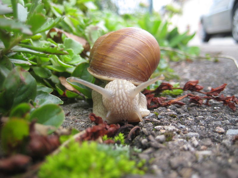 2K, probe, surface level, outdoors, animal themes, animal wildlife, one animal, small, nature, animals in the wild, animal body part, land, selective focus