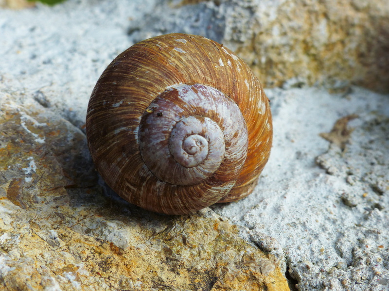 textured, macro, shell, wildlife, nature, Shell, outdoors, rock - object, snail, crawling, Hide Away, 4K, day, animal Shell, invertebrate, rock, brown