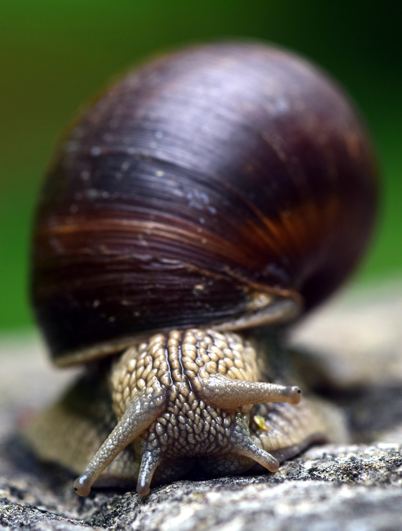 focus on foreground, one animal, slow, animal themes, selective focus, outdoors, Reptile, animal shell, 5K, no people, Shell, Mollusk, crawling, Snail