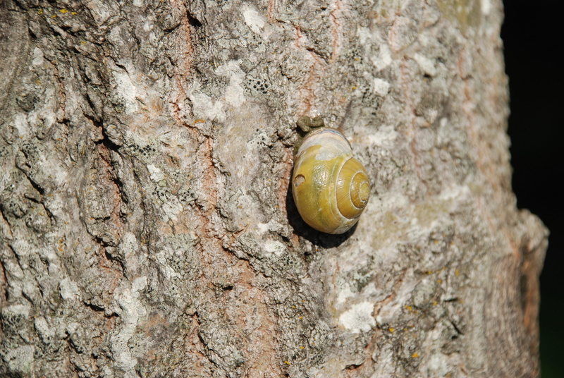 close-up, tree trunk, animals in the wild, shell, Mollusk, rough, mollusk, molluscs, invertebrate, snail-shell, slime, outdoors, one animal, Snail, 4K