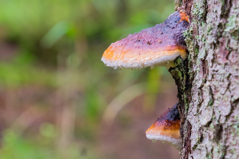 wood - material, macro, textured, plant bark, focus on foreground, Wet, growth, water, ecology, outdoors, environment, poland, plant, nature, toadstool