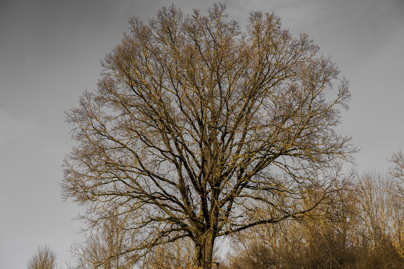 nature, branch, bare tree, trunk, tranquility, natural tree trunk, isolated, sky, wood, tribe, no people, spring, beauty in nature, clear sky, land, dominant