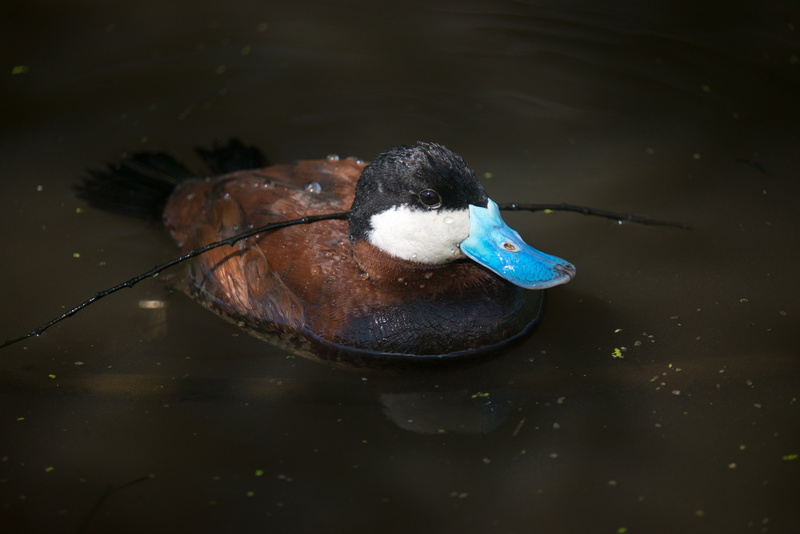 nature, animal themes, waterfront, poultry, no people, duck, animal wildlife, swimming, water, vertebrate, day, blue, 5K, lake, waterfowl, animals in the wild