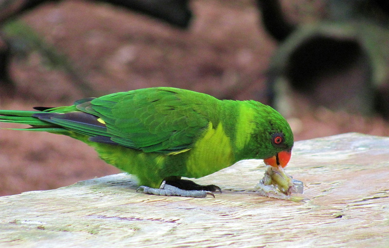 birds, animals, waterfowl, green, 1080P, bird, pets, parakeet