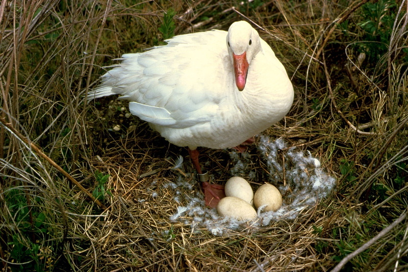 food, animals in the wild, vertebrate, outdoors, day, 1080P, Snow Goose, egg, farm, Bird, wildlife, animal wildlife, beak, white, waterfowl, Nature, grass