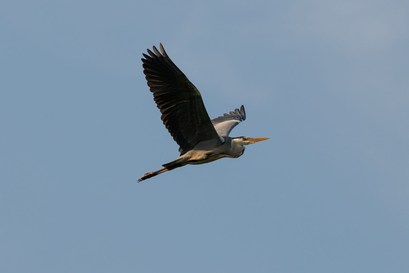 mid-air, bird, heron, animal themes, 2K, outdoors, nature, low angle view, full length, stork, spread wings, sky, motion, day, no people, one animal, animal