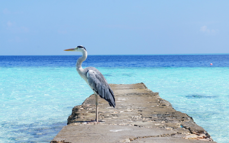 ocean, heron, sea backgrounds, download 3840x2400 heron, 4K, bird