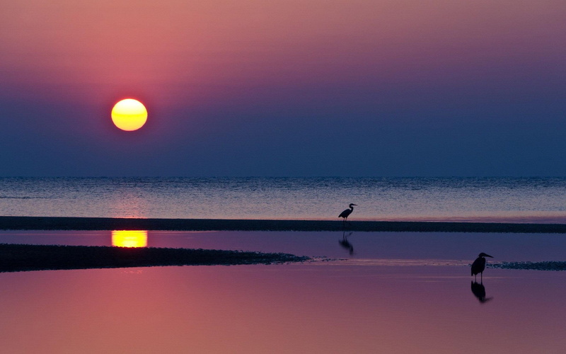bird, sunset, animals, 1920x1200, silhouette, herons, heron, 1080P
