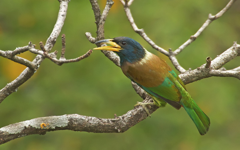 no people, plant, mobile, animal themes, nature, focus on foreground, desktop, thick, beak, animals in the wild, head, 4K, hd, virens, bird, pc, branch