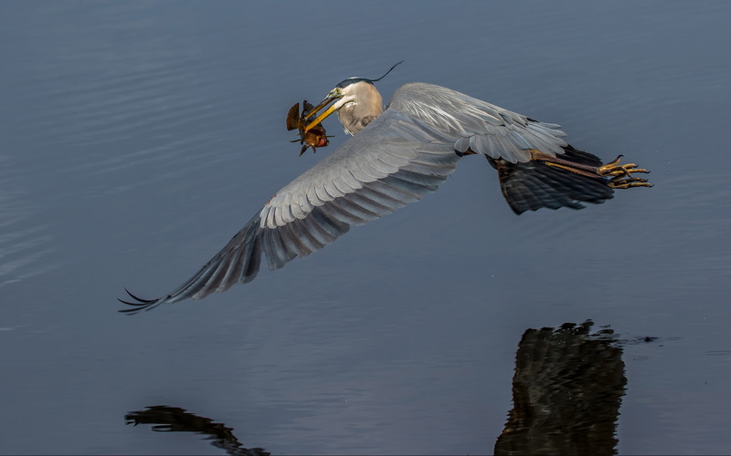 heron, animal themes, hd, day, animal wildlife, one animal, no people, nature, mid-air, waterfront, animal, vertebrate, water, flying, reflection