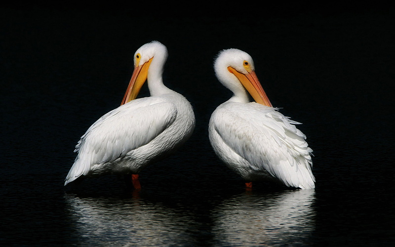 vertebrate, laptop, white color, stork, two animals, group of animals, phones, animal wildlife, desktop, animal themes, beak, pelican, white
