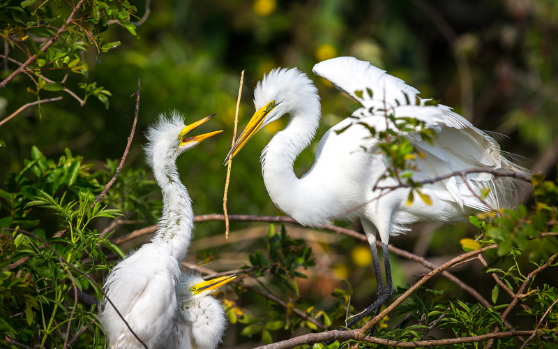 animal themes, great, animal family, plant, animal, heron, close-up, animal wildlife, cygnet, white color, juveniles, two animals, beauty in nature, great egret