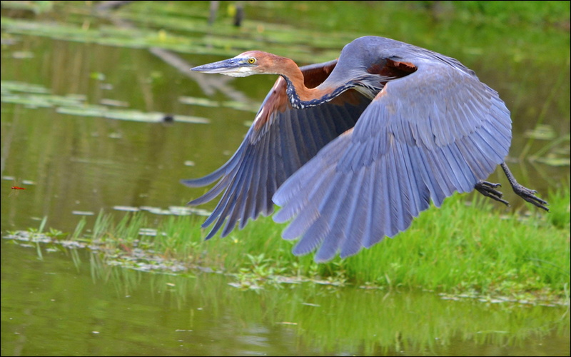laptops, great, blue, phones, bird, flight, desktop, 1080P, hd, mobile, heron