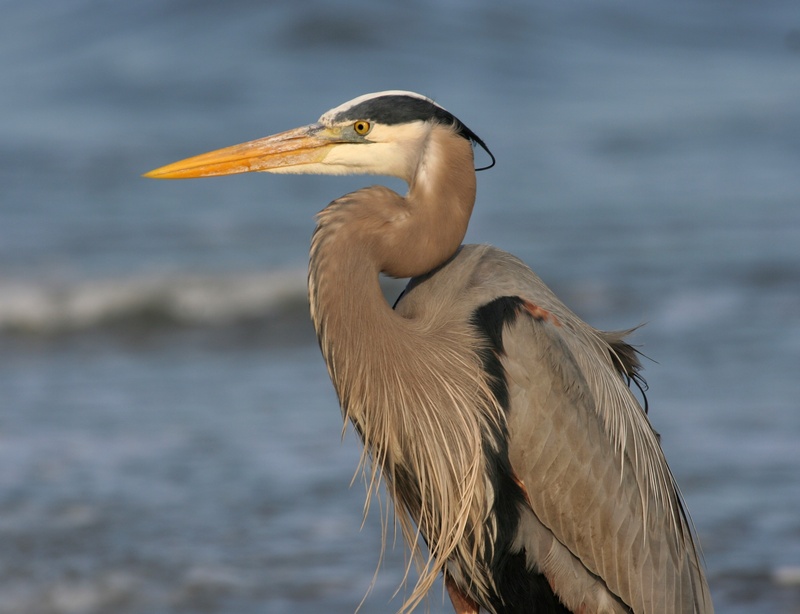 side view, focus on foreground, great Blue Heron, waterfowl, beak, one animal, profile view, wildlife, animal themes, water bird, close-up, ardea herodias