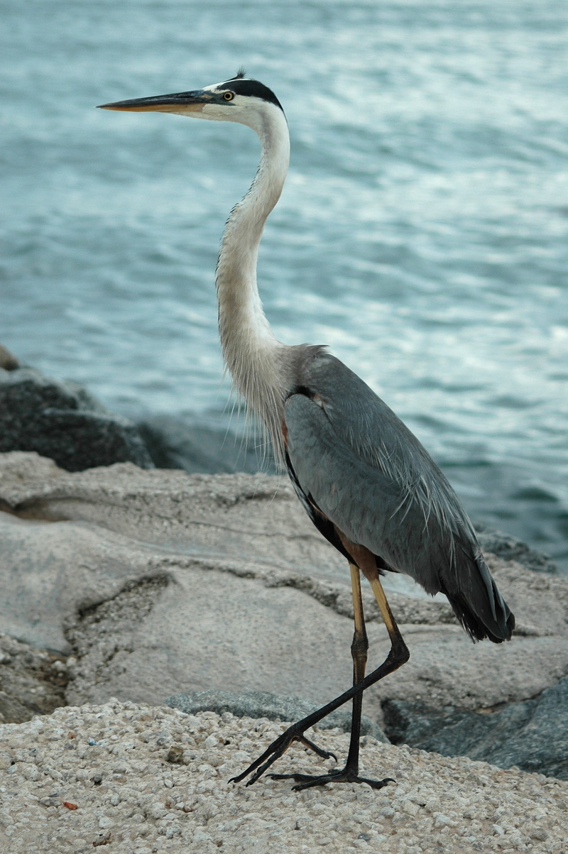 Egret, side view, plumage, herodias, wild, focus on foreground, rock, beak, wading, animals In The Wild, nature, vertebrate, white, one animal, everglades