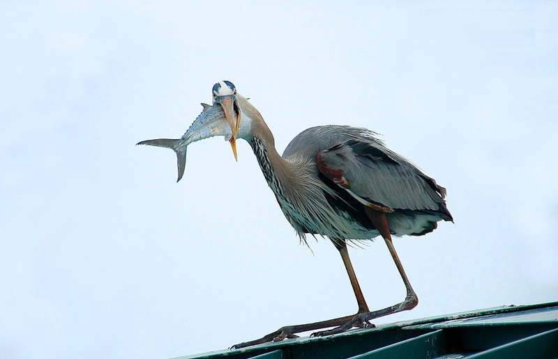 no people, animal body part, mouth full, nature, Wildlife, coastline, animal themes, wild, full length, shorebird, low angle view, southern, feathers, waterbird