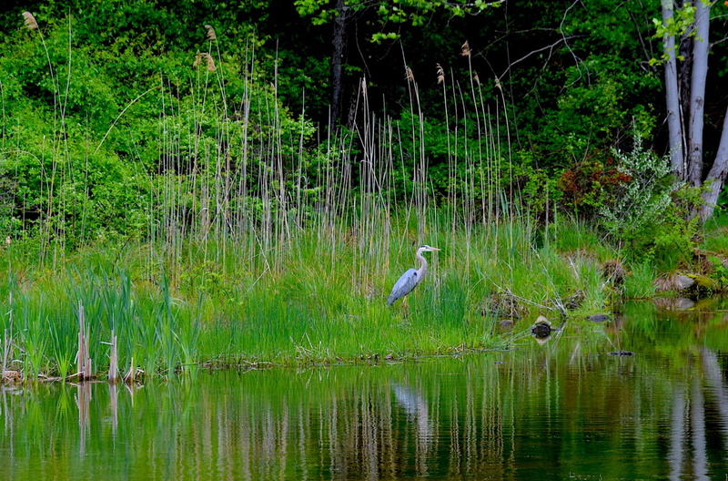 animal themes, one animal, plant, Bird, green color, animals in the wild, wildlife, heron, no people, coastline, lake, beauty in nature, calm, great, vertebrate