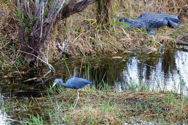wild animal, 4K, tree, carnivores, no people, everglades, Florida, vertebrate, plant, day, animal wildlife, eat, grass, water bird, ambuscade, alligator