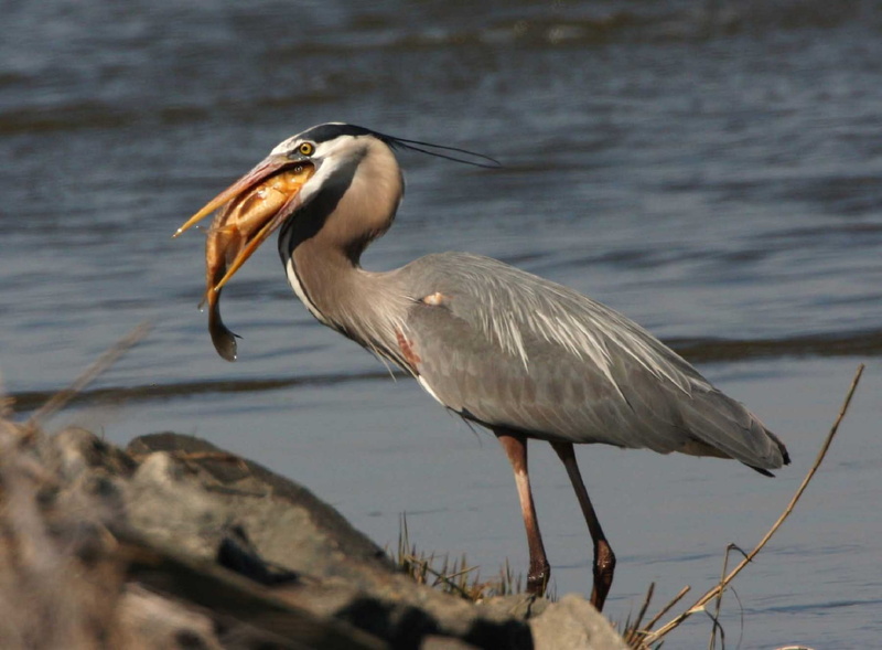shore, Meal, daytime, beak, heron, focus on foreground, animal, brown, wild, wetland, 1080P, animal wildlife, side view, mouth, day, no people, food, plumage
