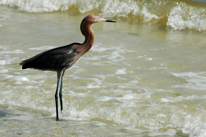 animal themes, beach, ocean, bird, outdoors, water bird, sea, vertebrate, nature, outdoor, wild, fauna, 2K, coast, side view, beak, red egret, day, feathers